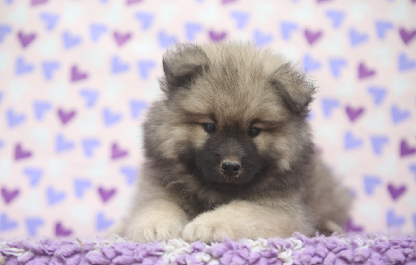 Du Royaume D'ebène - Chiots disponibles - Eurasier