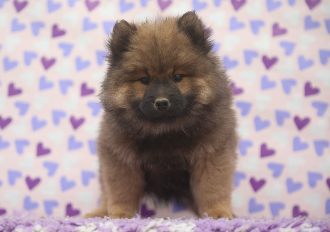 Du Royaume D'ebène - Chiots disponibles - Eurasier