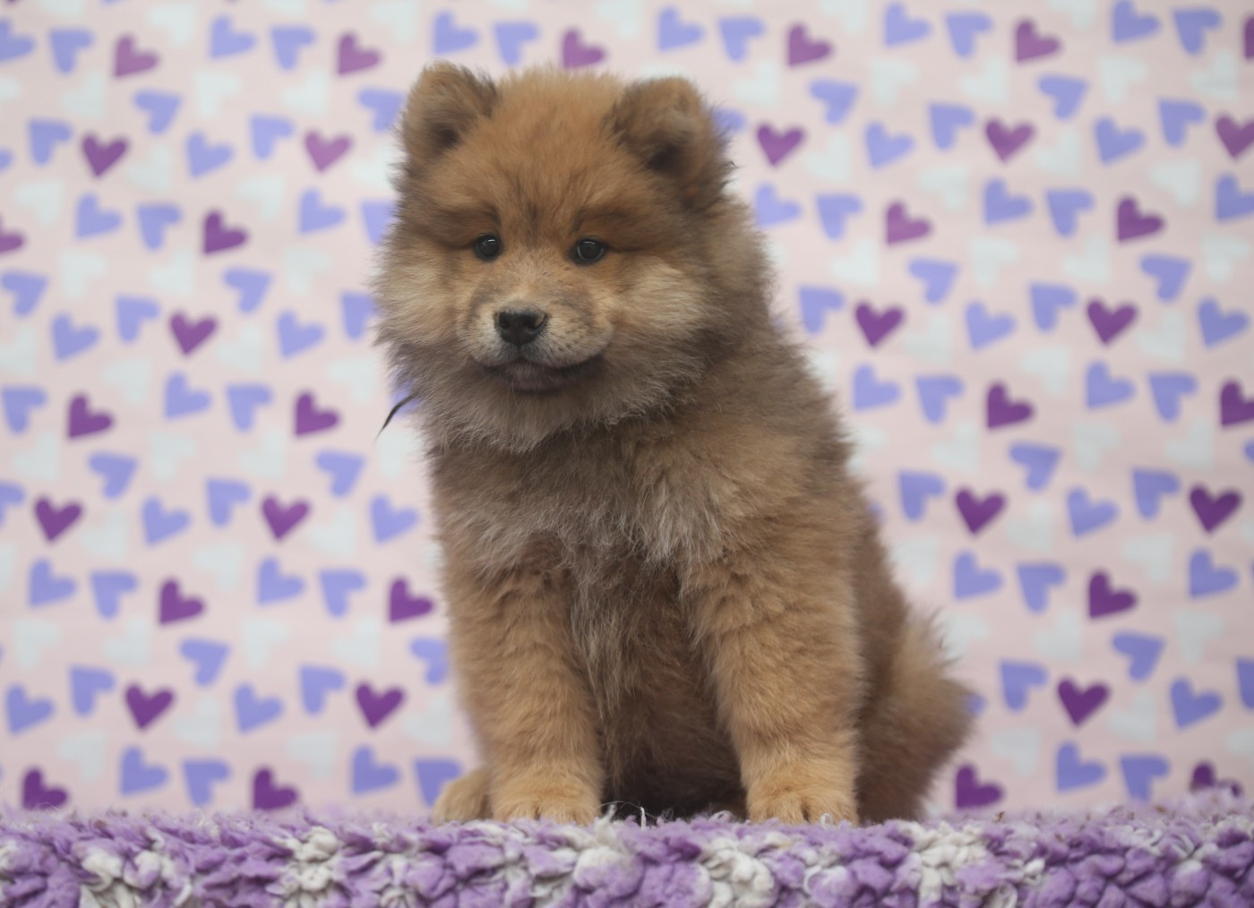 Du Royaume D'ebène - Chiots disponibles - Eurasier