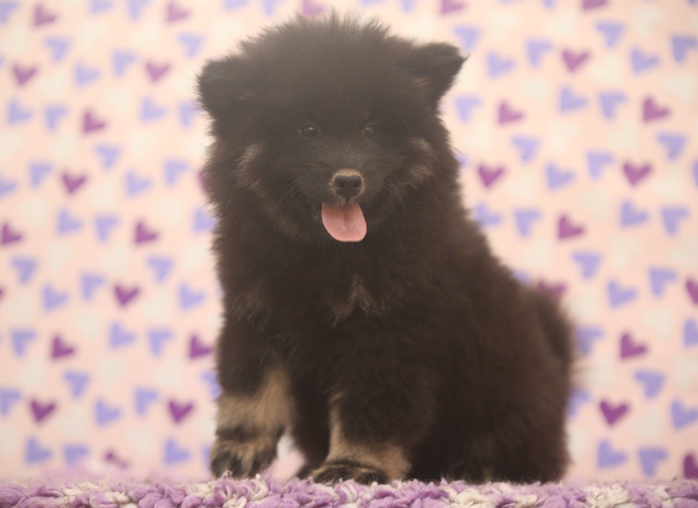 Du Royaume D'ebène - Chiots disponibles - Eurasier