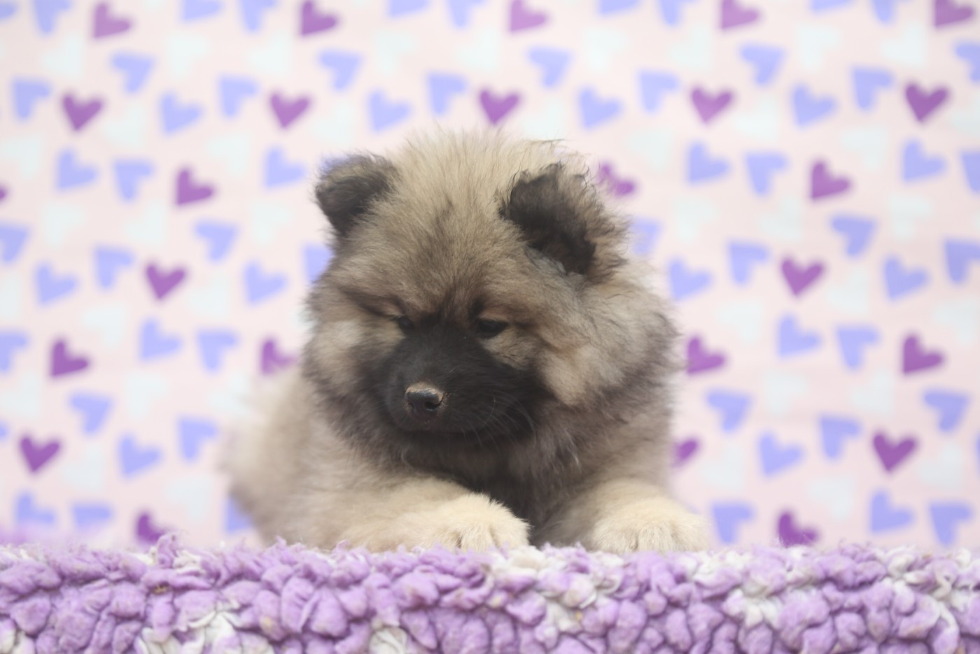 Du Royaume D'ebène - Chiots disponibles - Eurasier