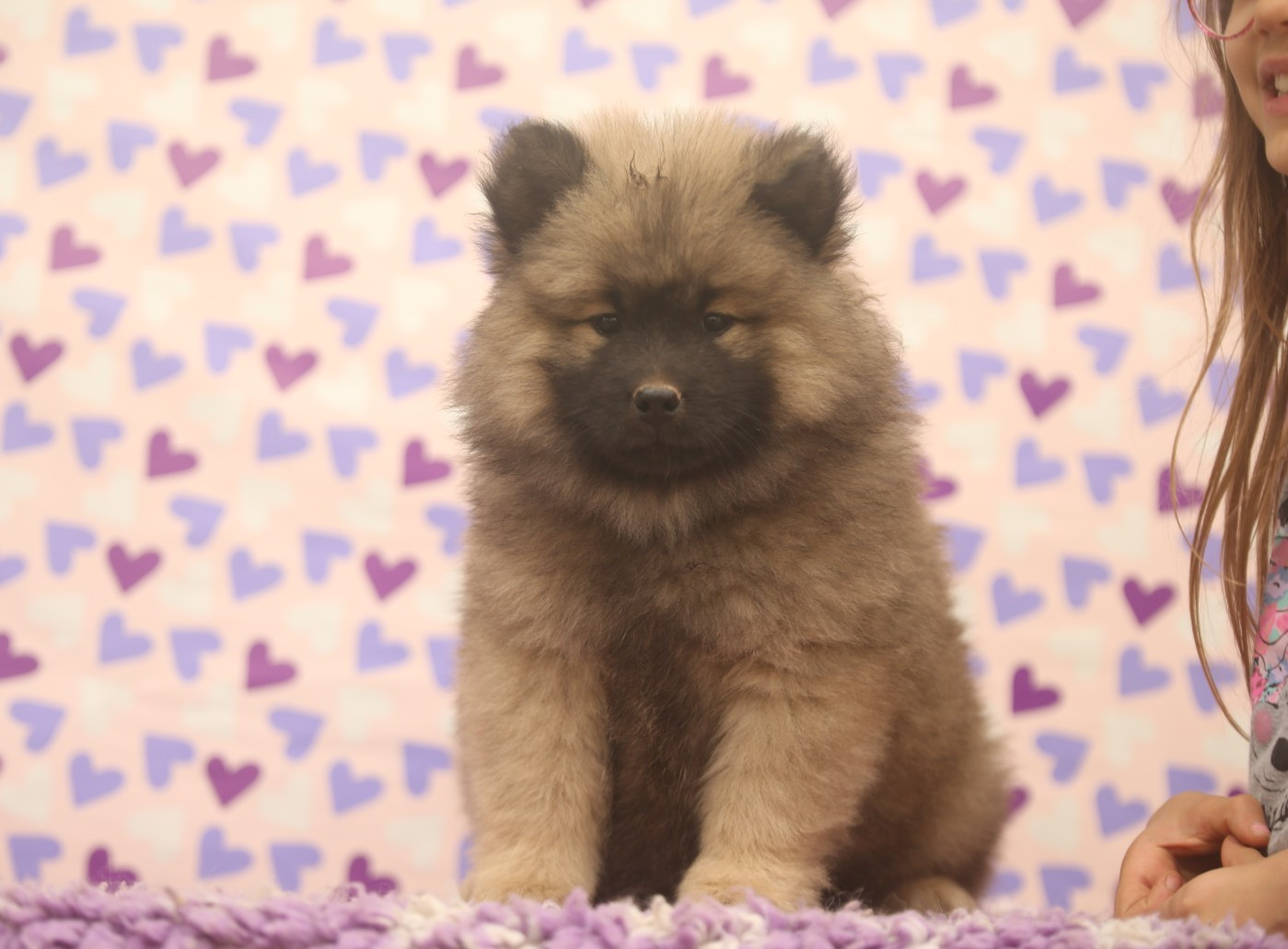 Du Royaume D'ebène - Chiots disponibles - Eurasier