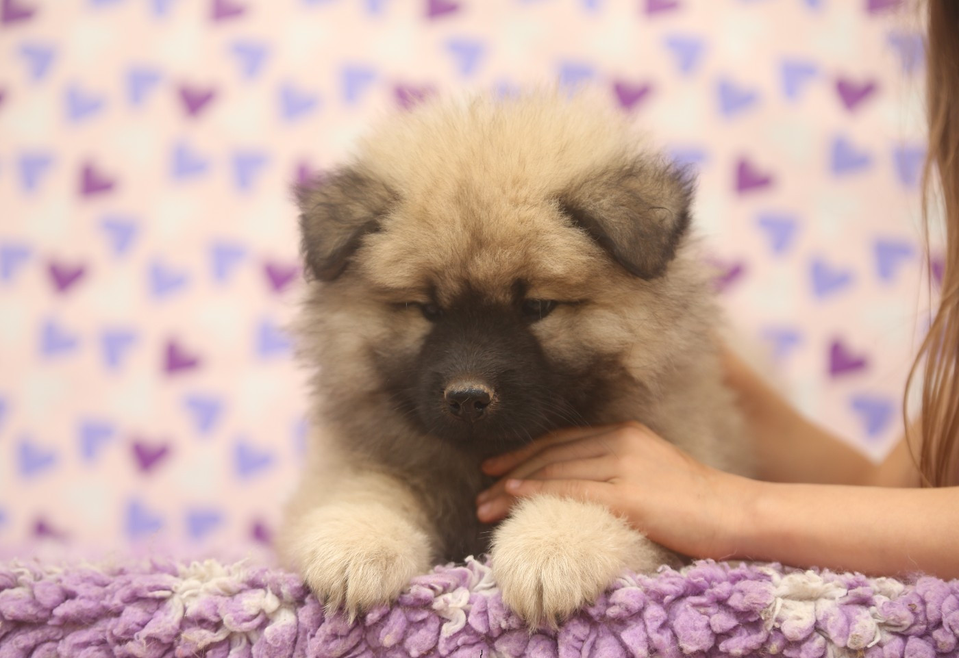 Du Royaume D'ebène - Chiots disponibles - Eurasier