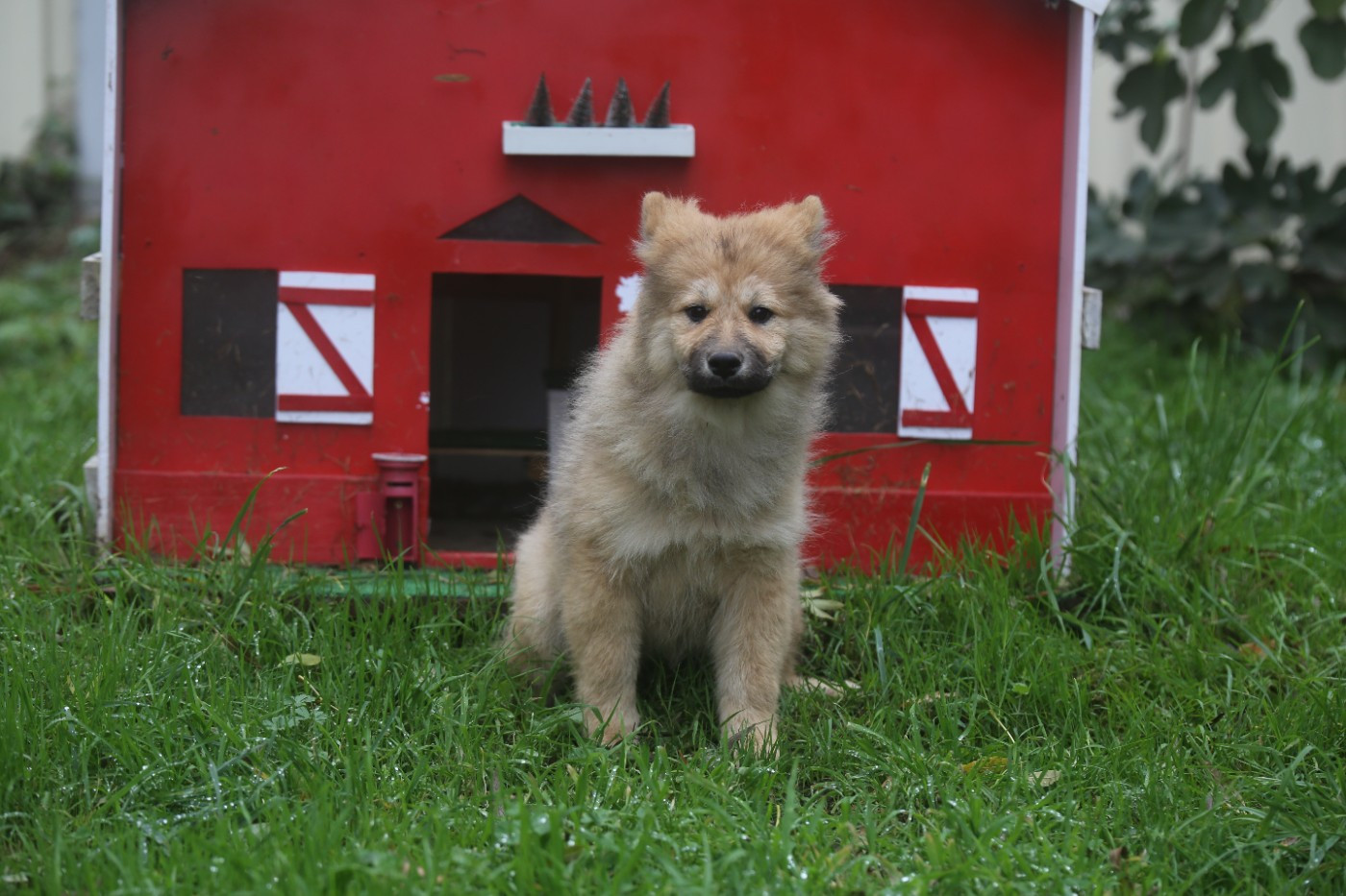 Du Royaume D'ebène - Chiots disponibles - Eurasier