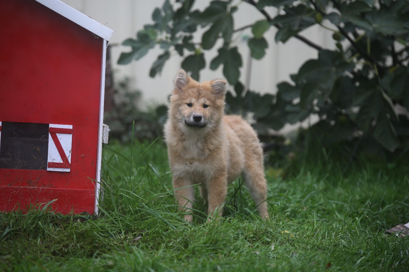 Du Royaume D'ebène - Chiots disponibles - Eurasier
