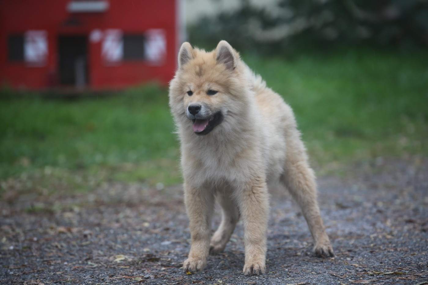 Du Royaume D'ebène - Chiots disponibles - Eurasier