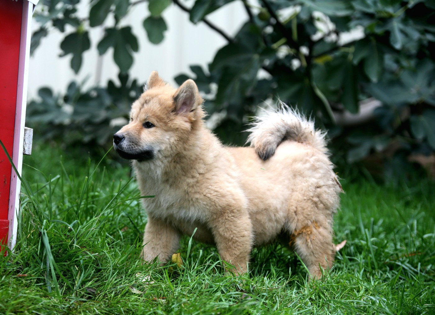 Du Royaume D'ebène - Chiots disponibles - Eurasier