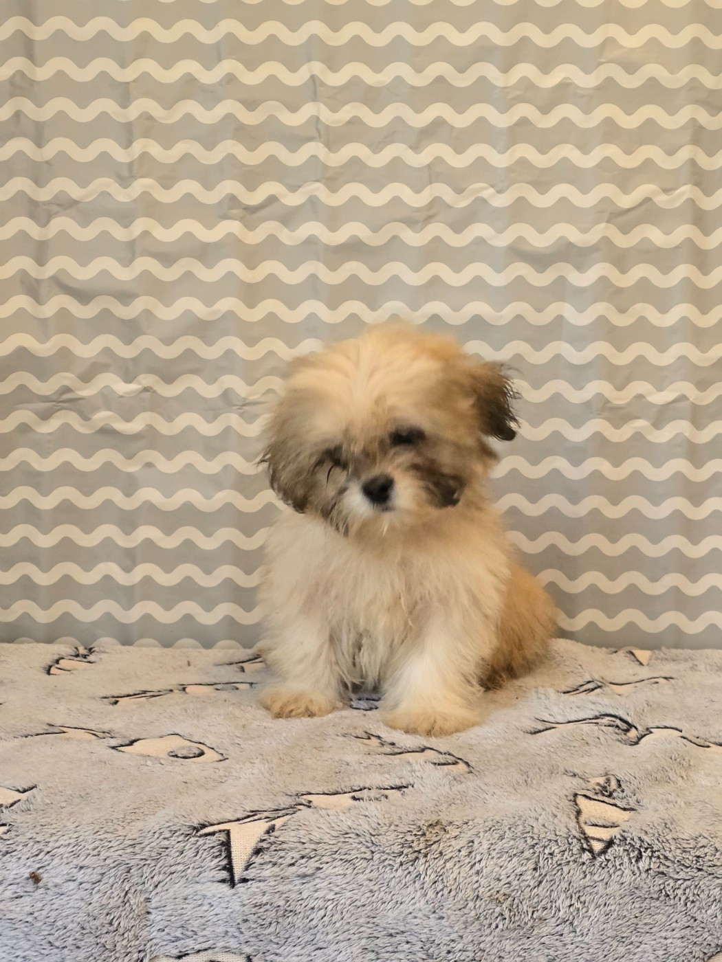 Du Royaume D'ebène - Chiots disponibles - Lhassa Apso