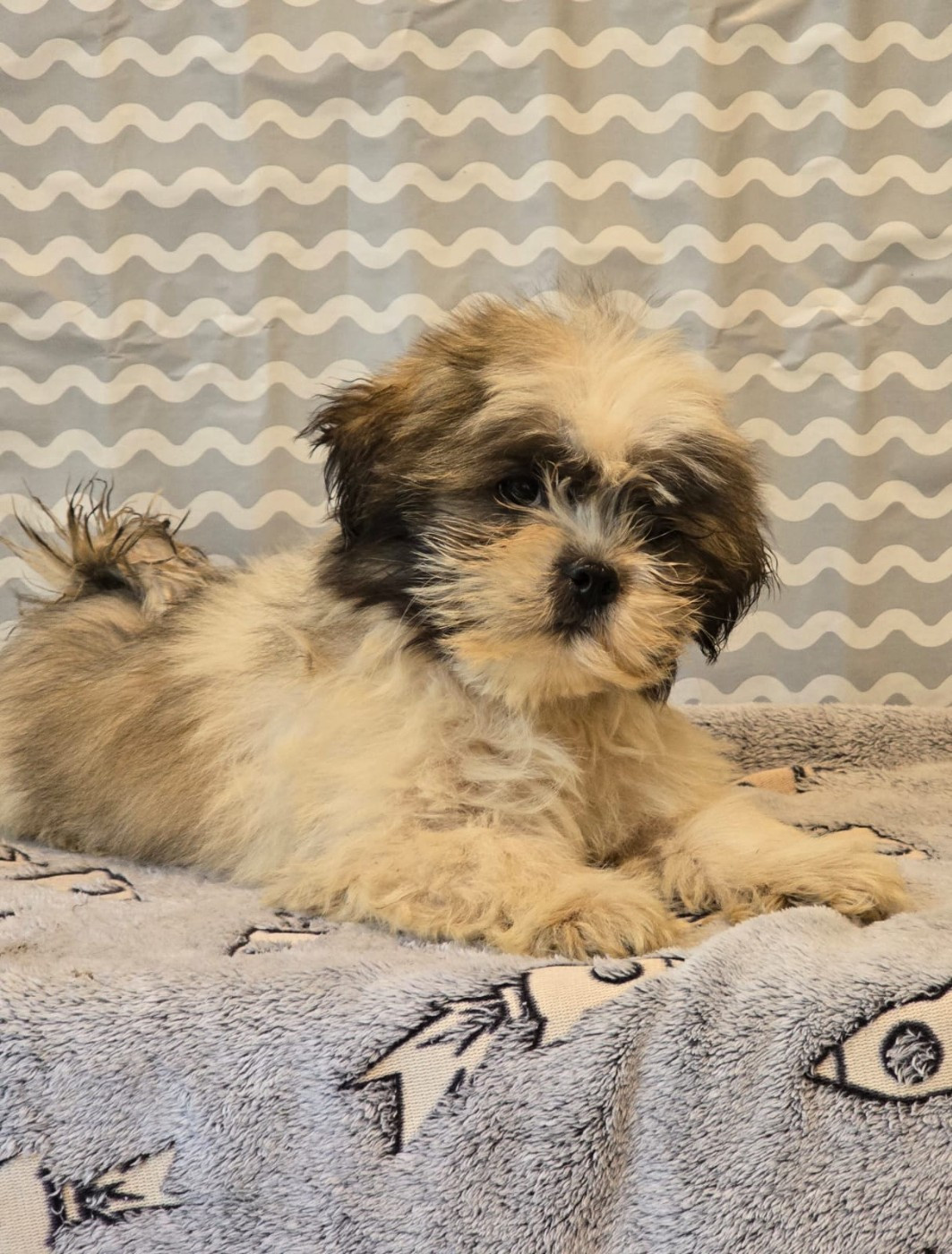 Du Royaume D'ebène - Chiots disponibles - Lhassa Apso