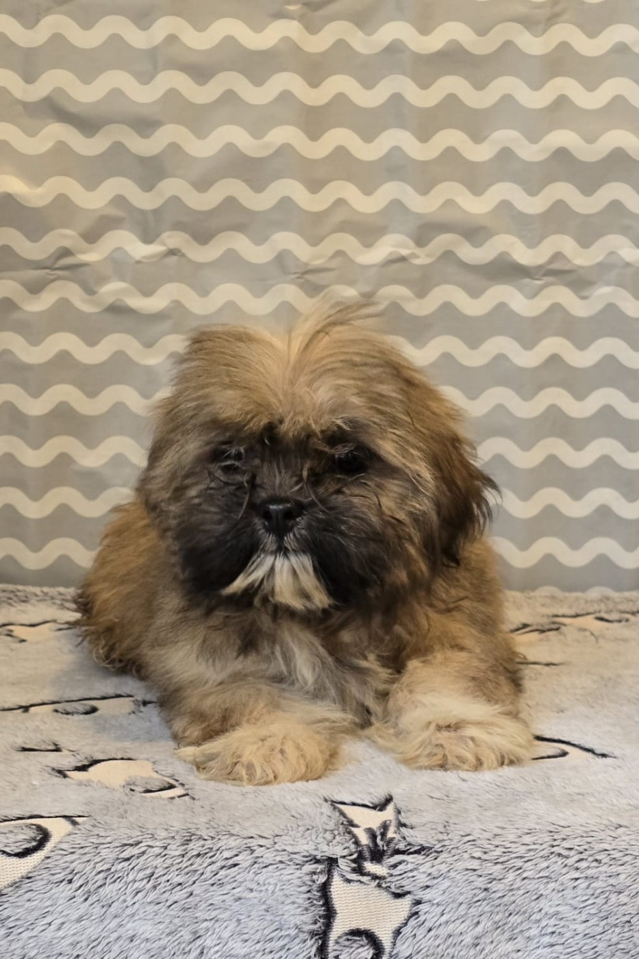 Du Royaume D'ebène - Chiots disponibles - Lhassa Apso