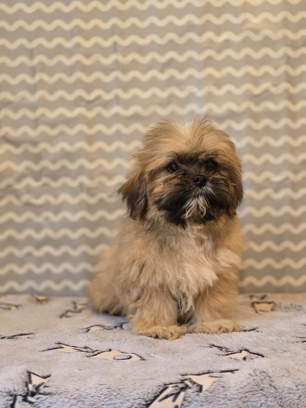 Du Royaume D'ebène - Chiots disponibles - Lhassa Apso