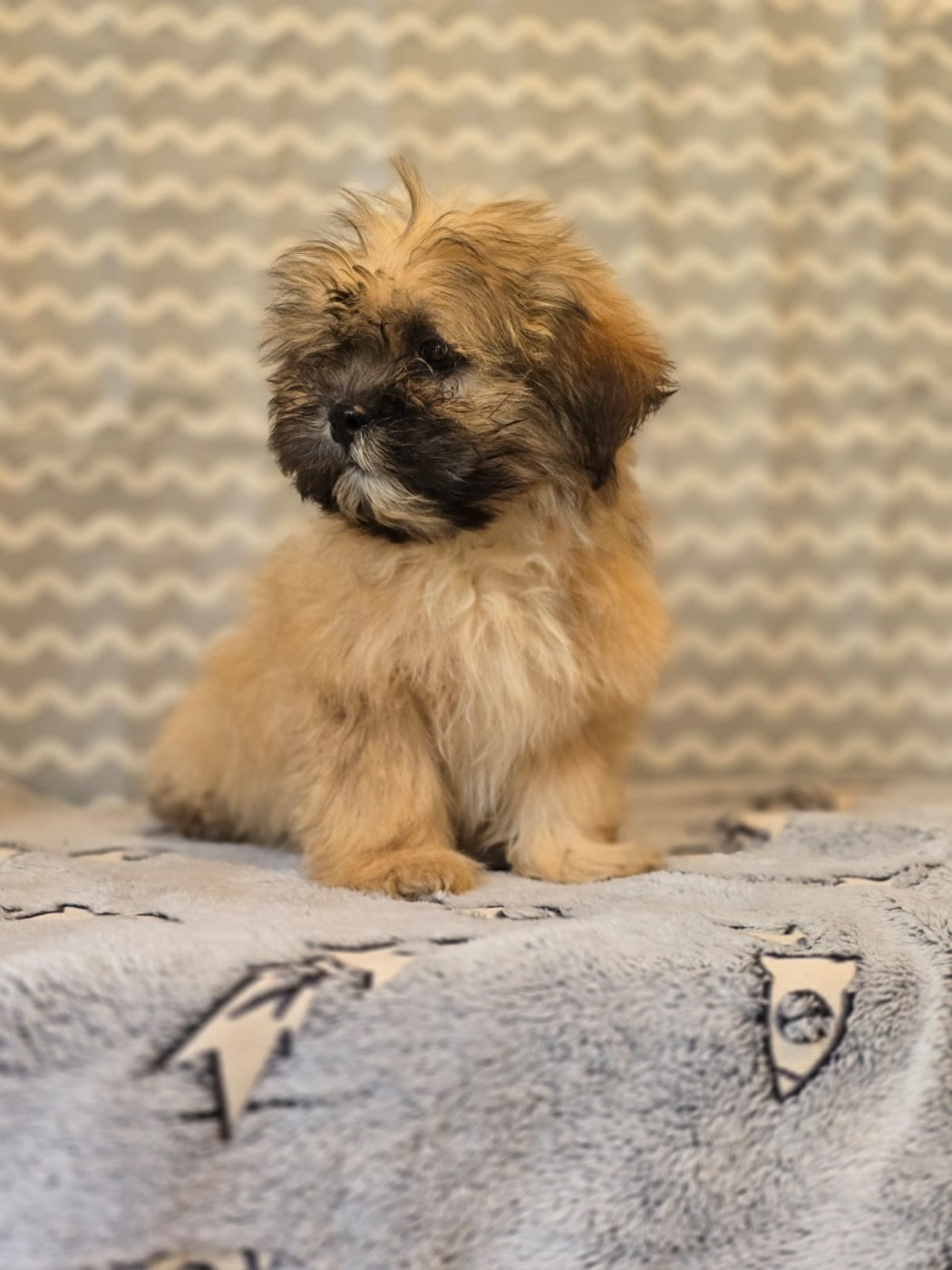 Du Royaume D'ebène - Chiots disponibles - Lhassa Apso
