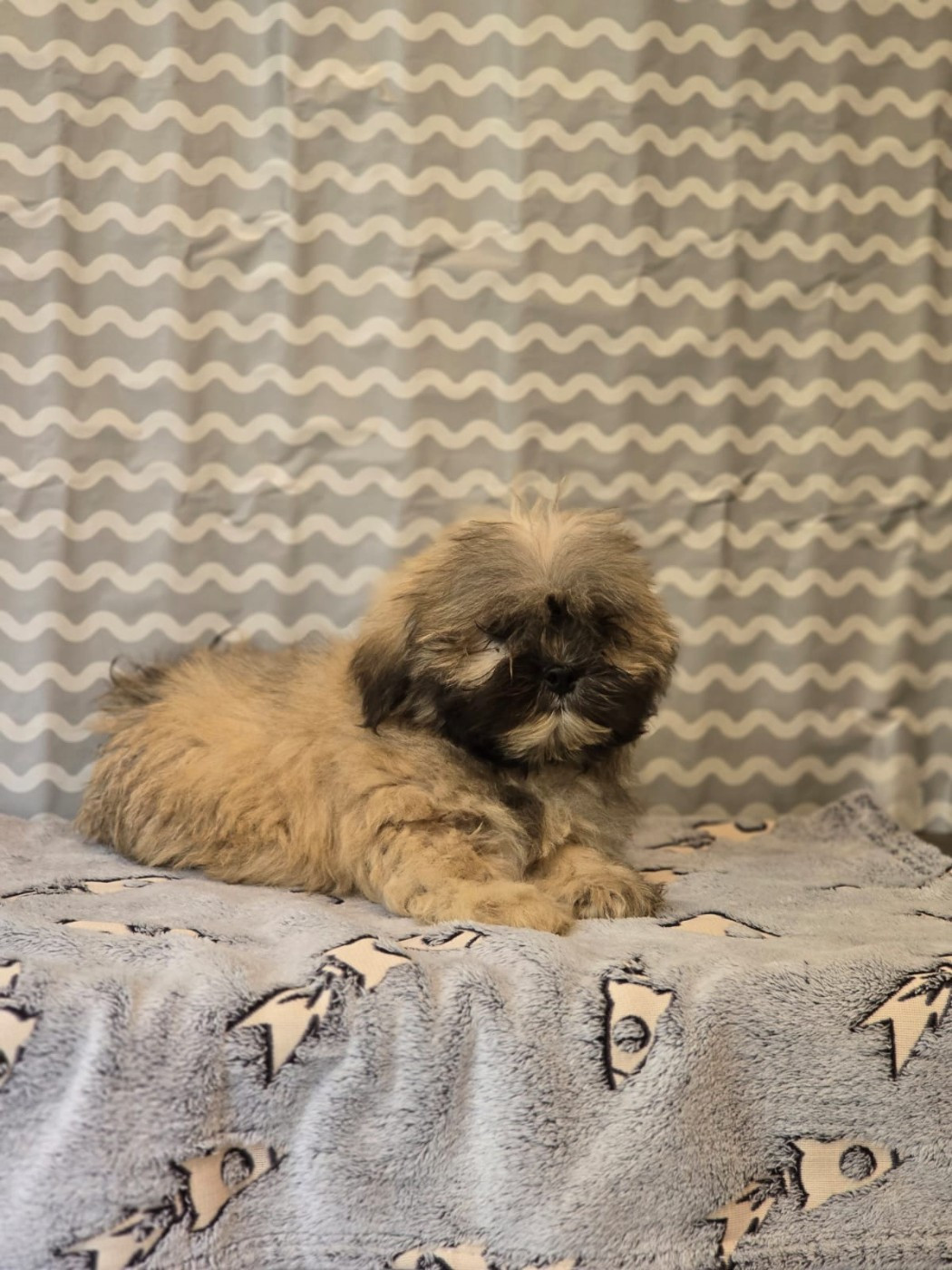 Du Royaume D'ebène - Chiots disponibles - Lhassa Apso
