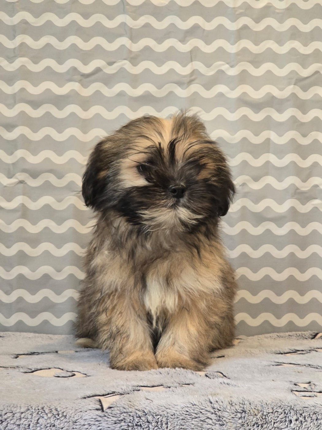 Du Royaume D'ebène - Chiots disponibles - Lhassa Apso