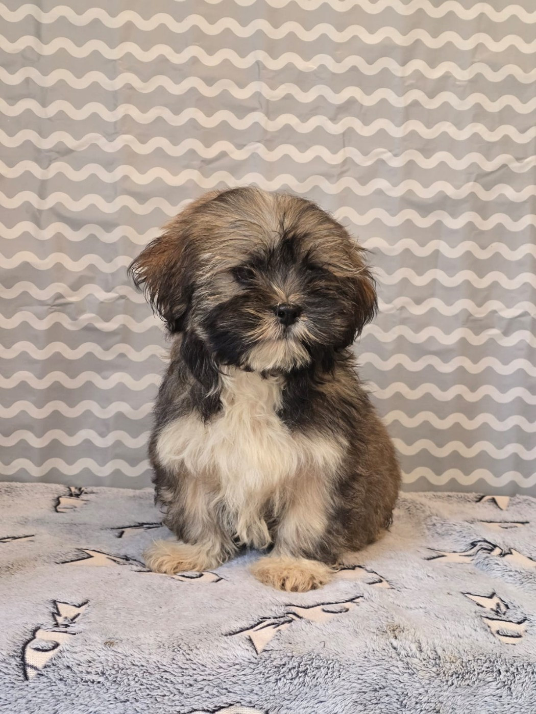 Du Royaume D'ebène - Chiots disponibles - Lhassa Apso