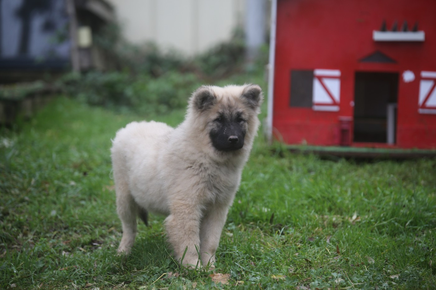 Du Royaume D'ebène - Chiots disponibles - Eurasier