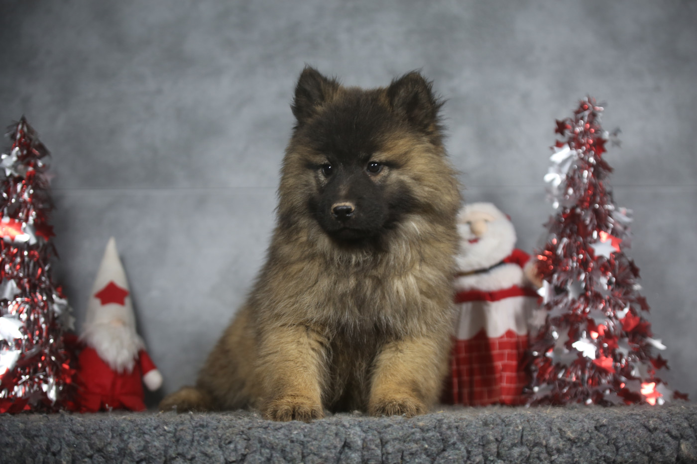 Du Royaume D'ebène - Chiots disponibles - Eurasier