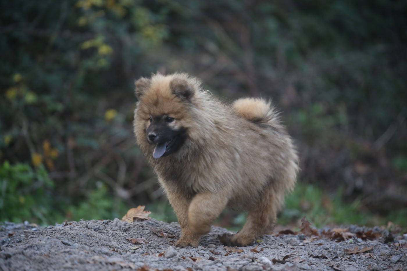 Du Royaume D'ebène - Chiots disponibles - Eurasier