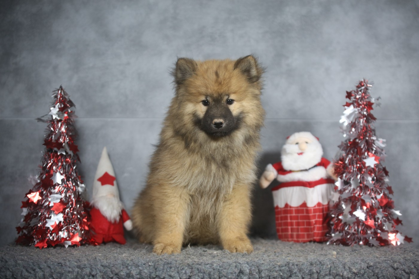 Du Royaume D'ebène - Chiots disponibles - Eurasier
