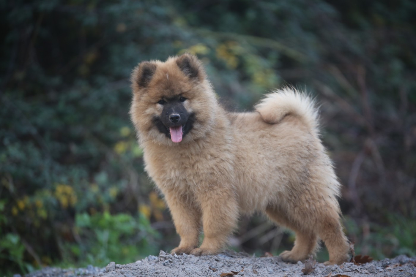 Du Royaume D'ebène - Chiots disponibles - Eurasier
