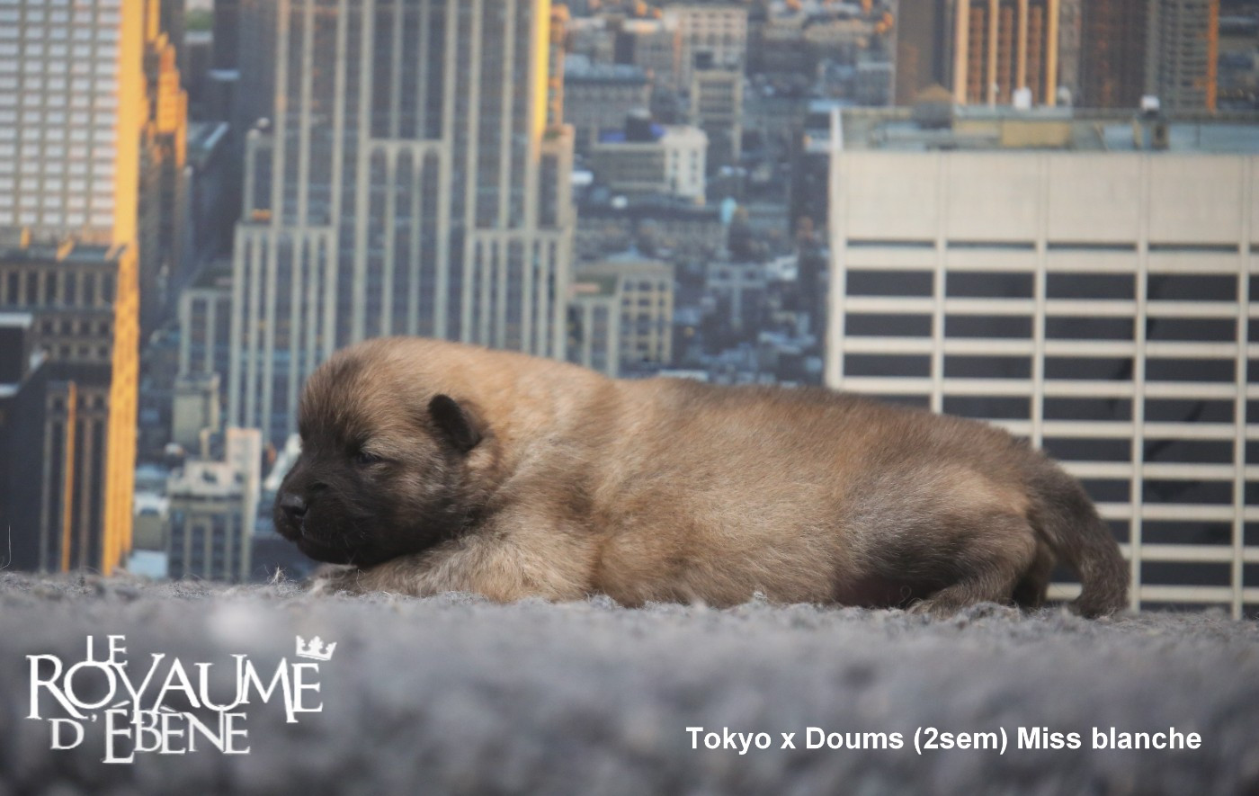 Du Royaume D'ebène - Chiots disponibles - Eurasier