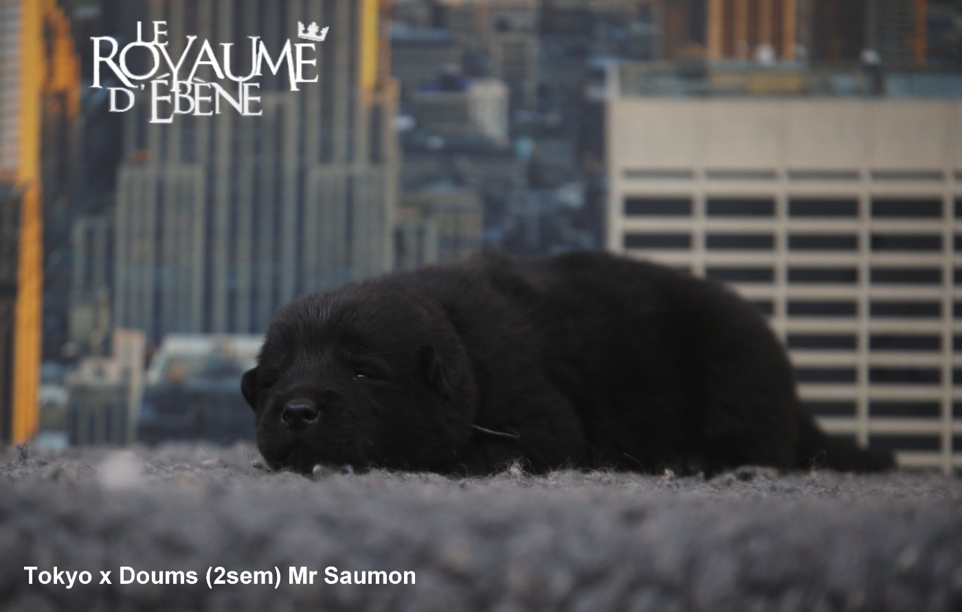 Du Royaume D'ebène - Chiots disponibles - Eurasier