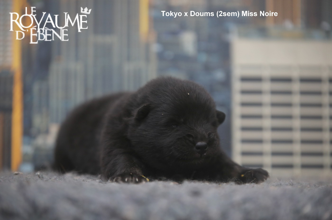 Du Royaume D'ebène - Chiots disponibles - Eurasier