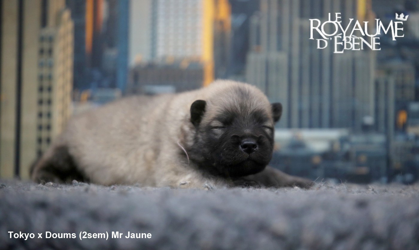 Du Royaume D'ebène - Chiots disponibles - Eurasier