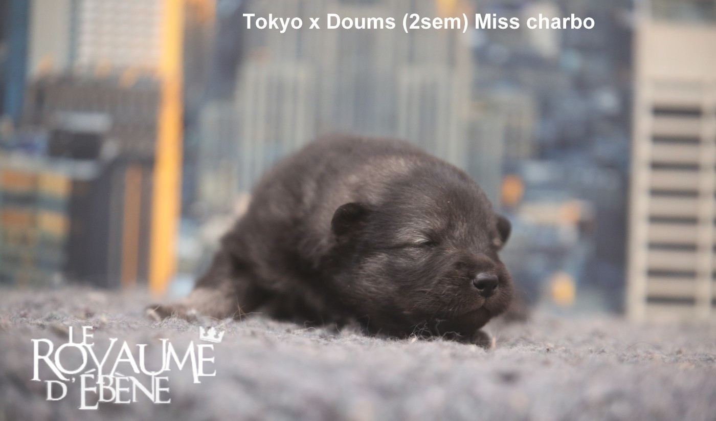Du Royaume D'ebène - Chiots disponibles - Eurasier