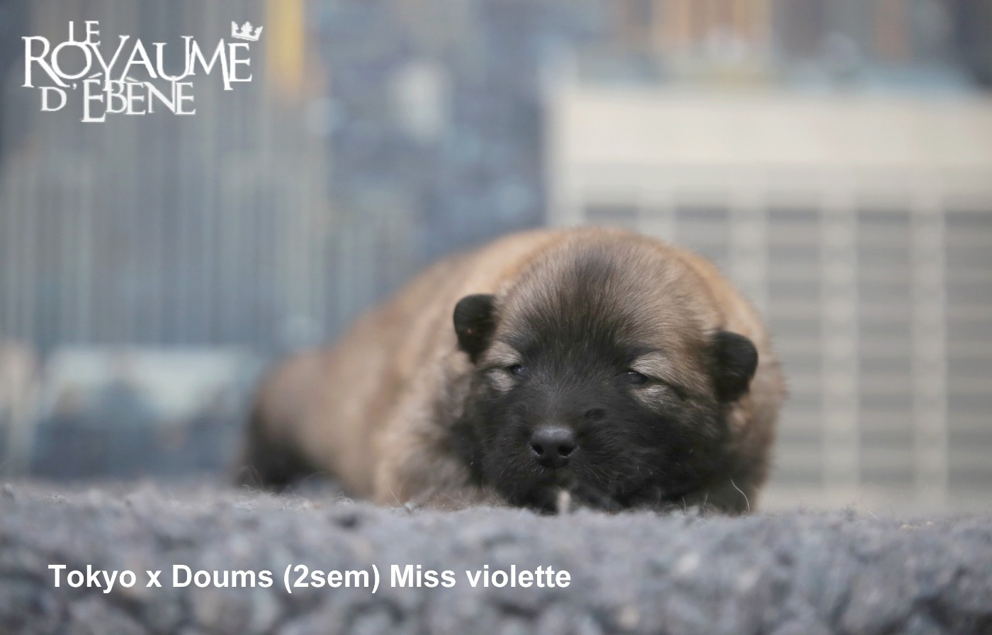 Du Royaume D'ebène - Chiots disponibles - Eurasier