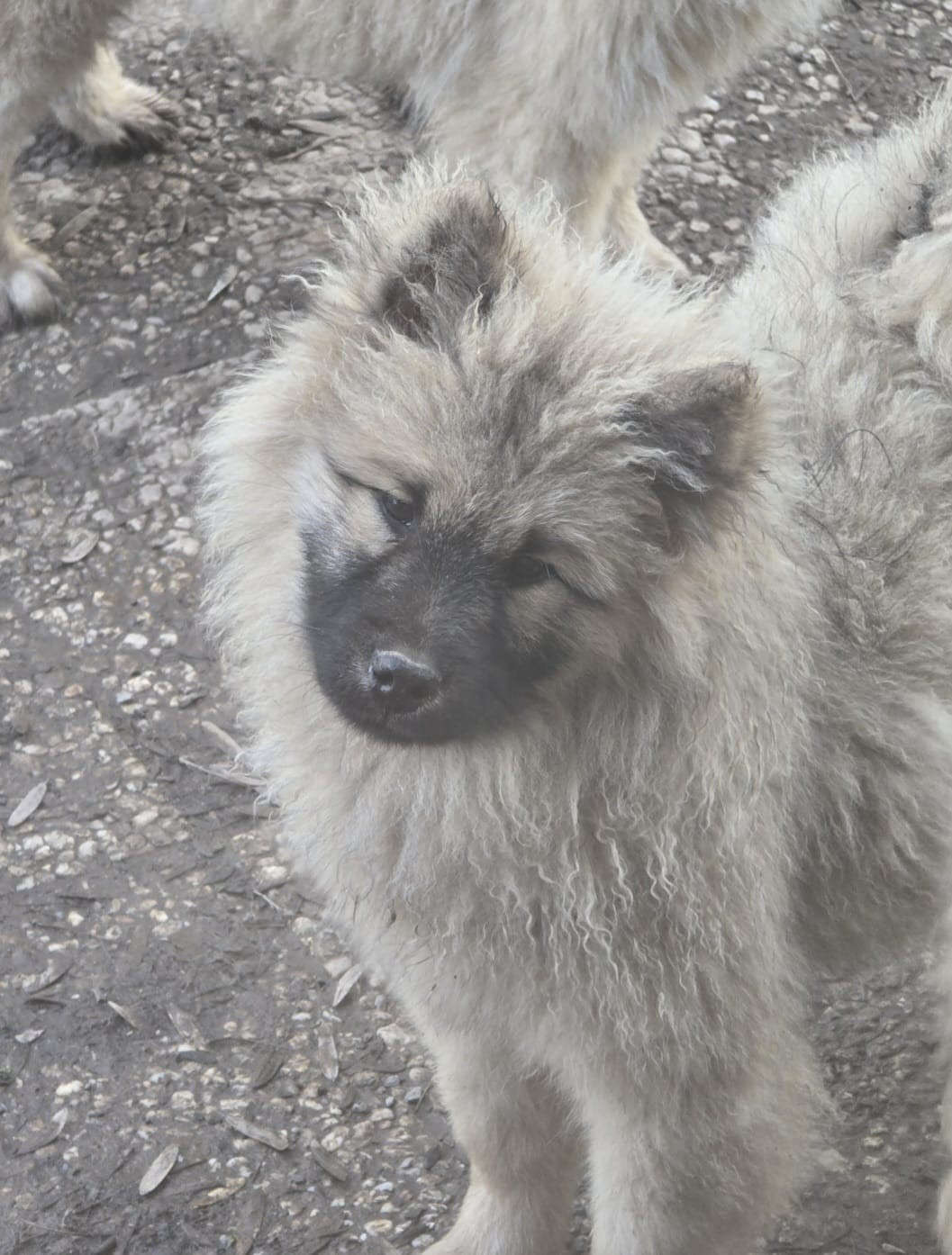 Du Royaume D'ebène - Chiots disponibles - Eurasier