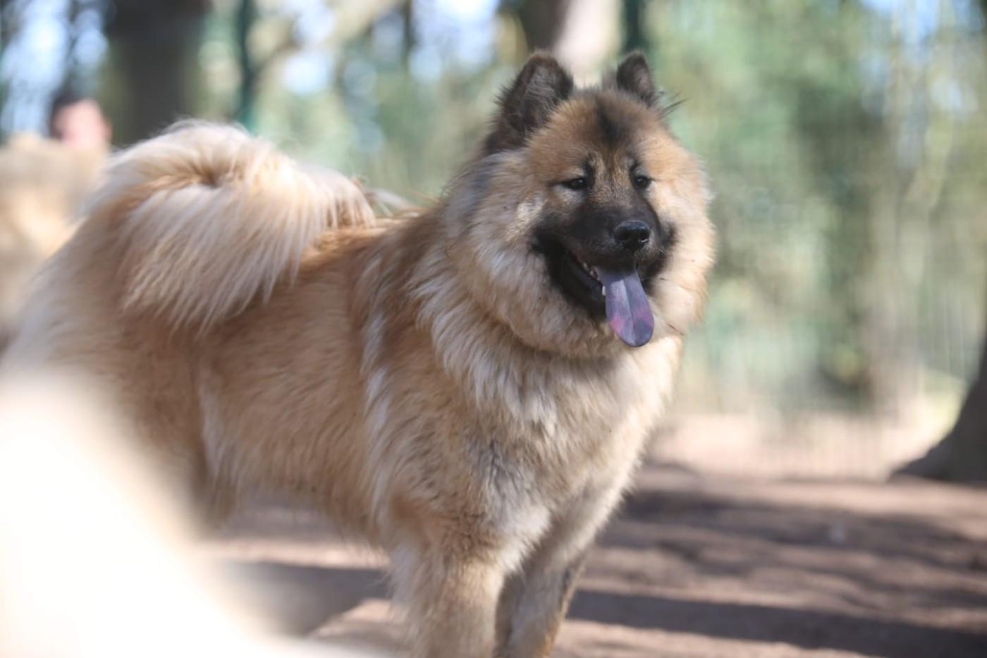 Du Royaume D'ebène - Chiots disponibles - Eurasier