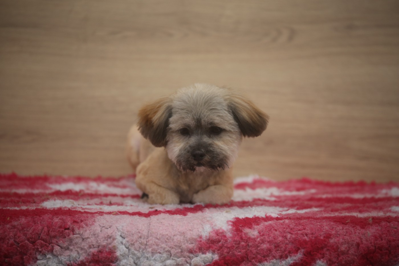 Du Royaume D'ebène - Chiots disponibles - Lhassa Apso