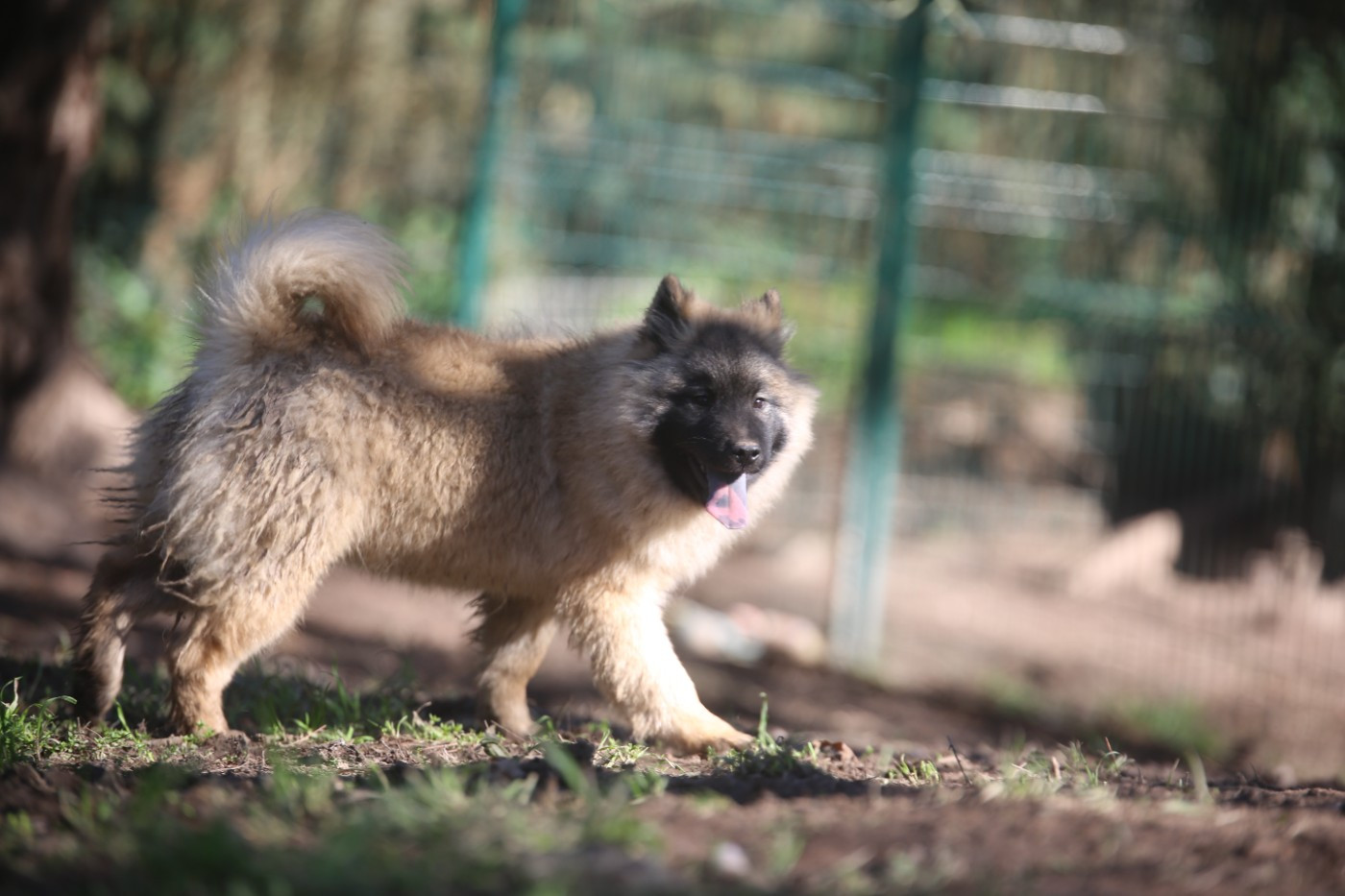 Du Royaume D'ebène - Chiots disponibles - Eurasier