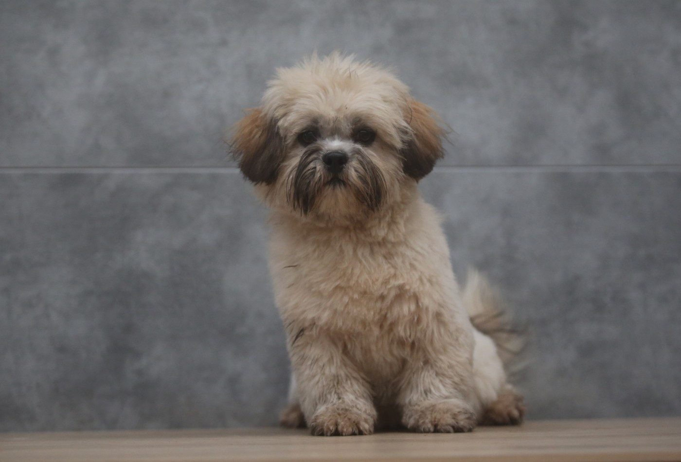 Du Royaume D'ebène - Chiots disponibles - Lhassa Apso
