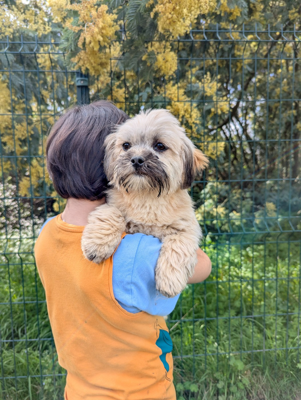 Du Royaume D'ebène - Chiots disponibles - Lhassa Apso