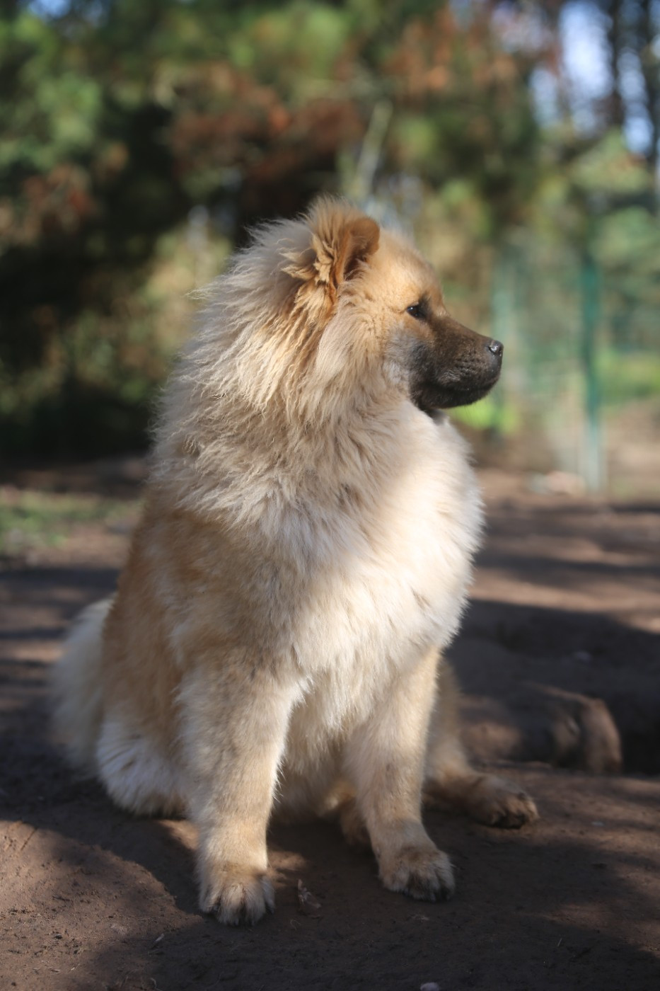 Du Royaume D'ebène - Chiots disponibles - Eurasier
