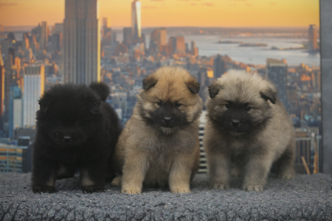 Du Royaume D'ebène - Eurasier - Portée née le 02/02/2026