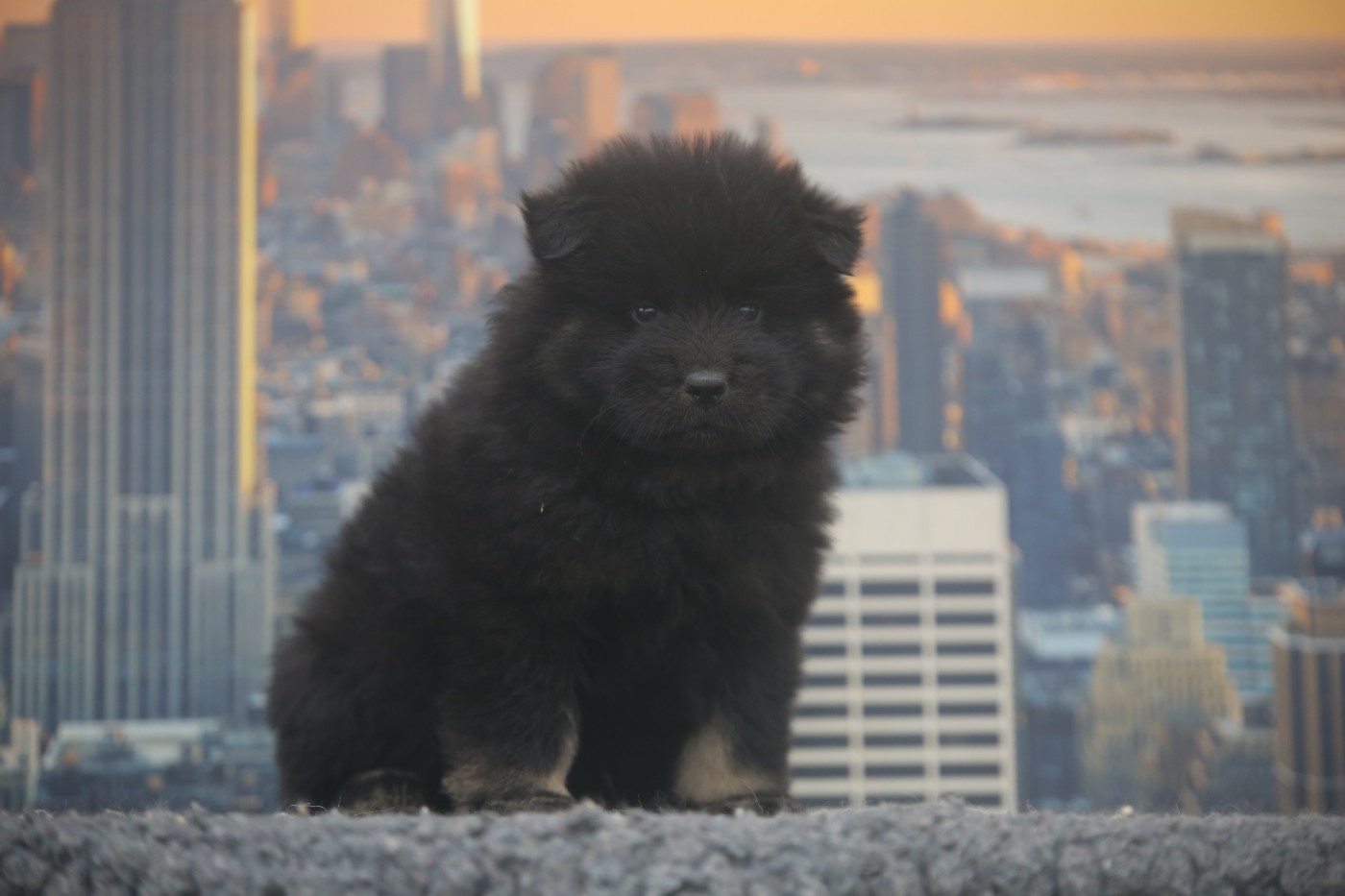 Du Royaume D'ebène - Chiots disponibles - Eurasier