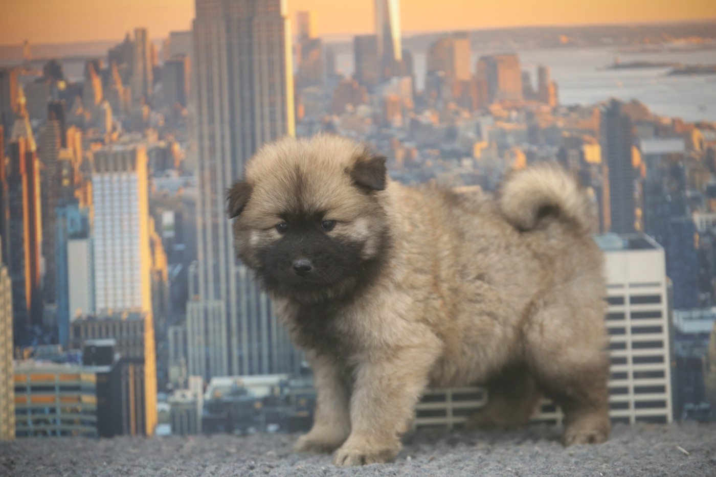 Du Royaume D'ebène - Chiots disponibles - Eurasier