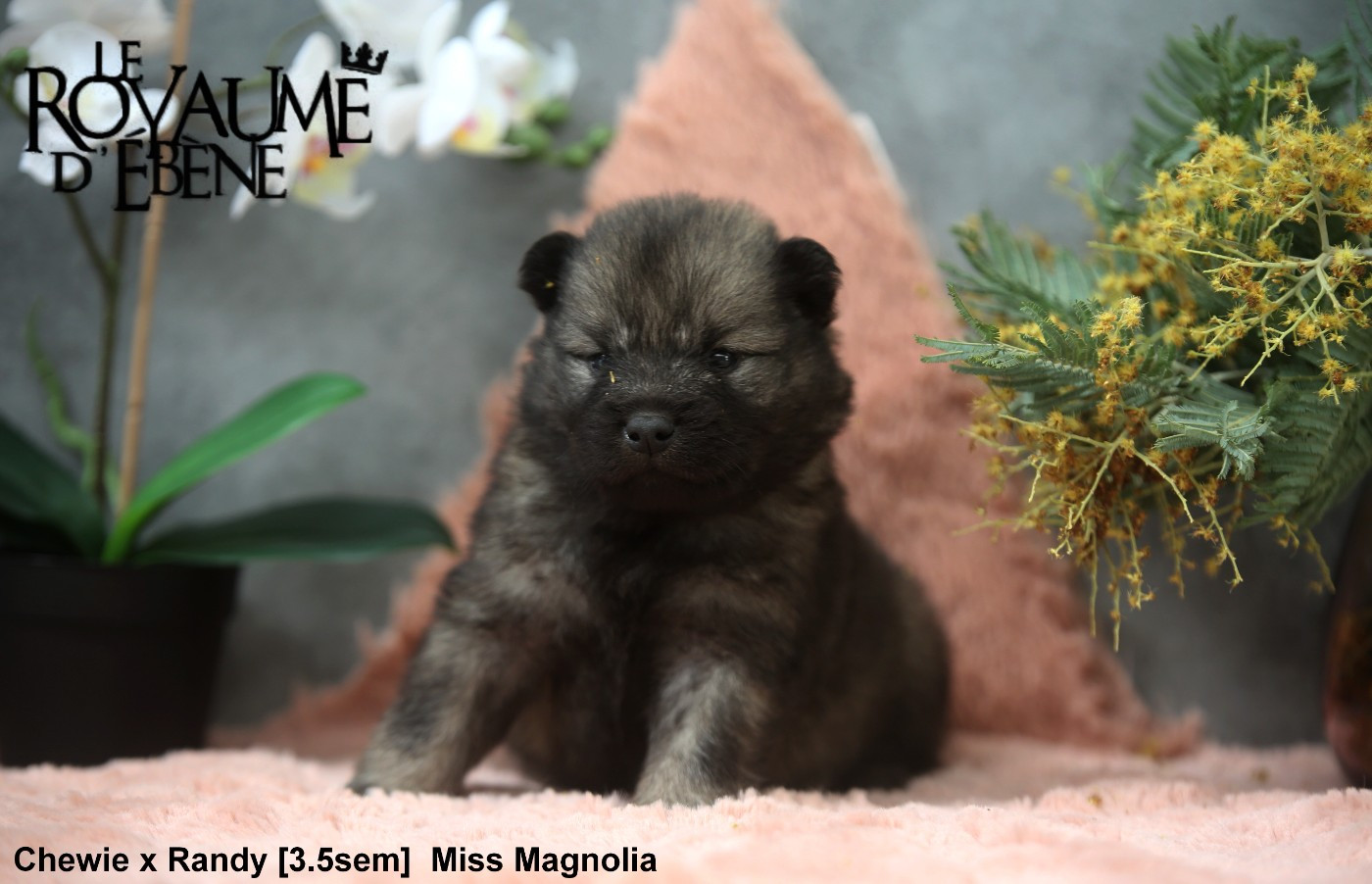 Du Royaume D'ebène - Chiots disponibles - Eurasier