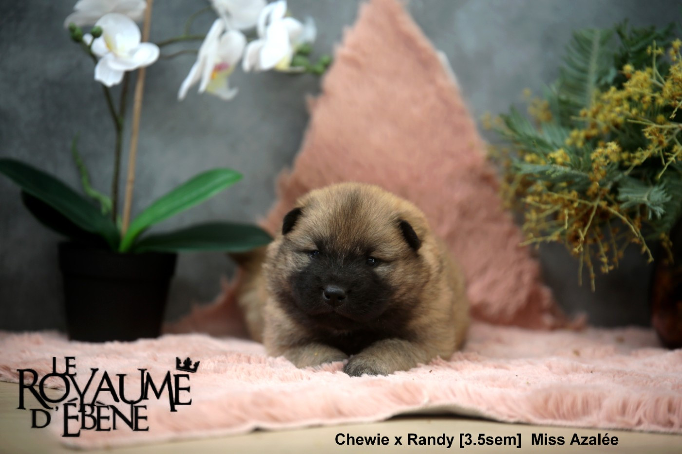 Du Royaume D'ebène - Chiots disponibles - Eurasier