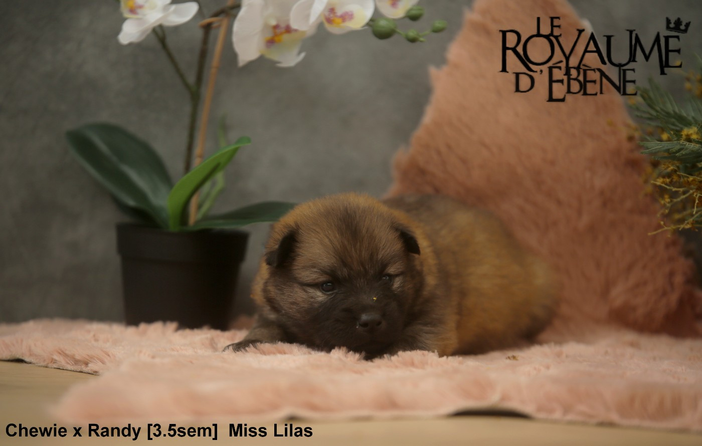 Du Royaume D'ebène - Chiots disponibles - Eurasier