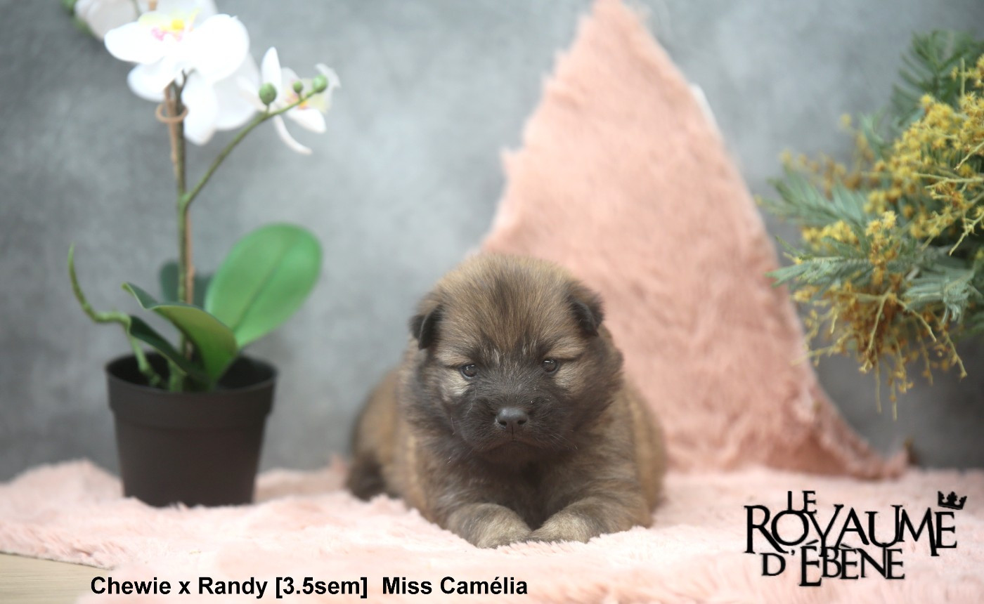 Du Royaume D'ebène - Chiots disponibles - Eurasier