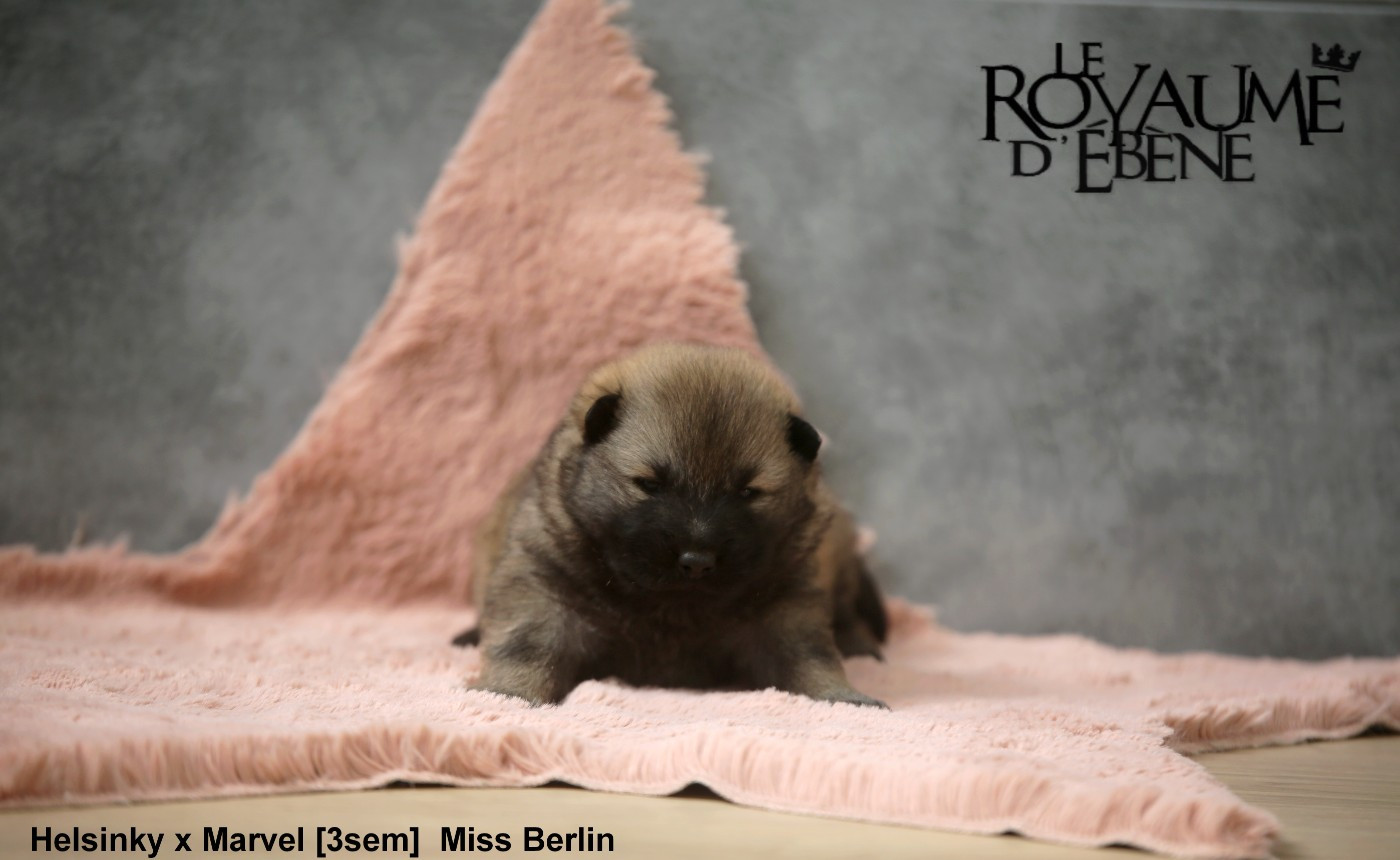 Du Royaume D'ebène - Chiots disponibles - Eurasier