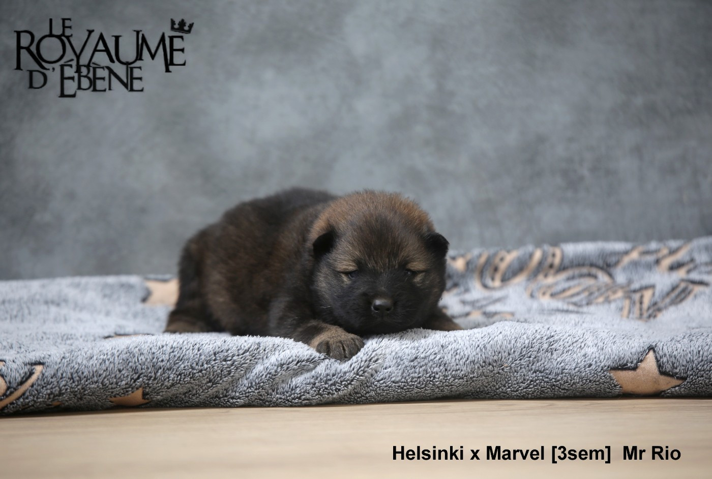 Du Royaume D'ebène - Chiots disponibles - Eurasier