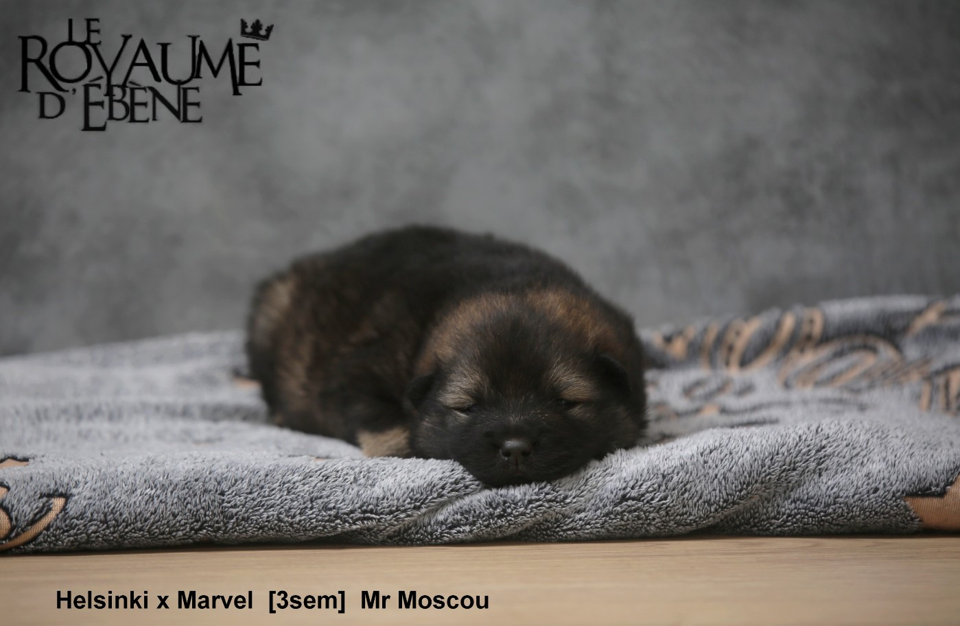 Du Royaume D'ebène - Chiots disponibles - Eurasier