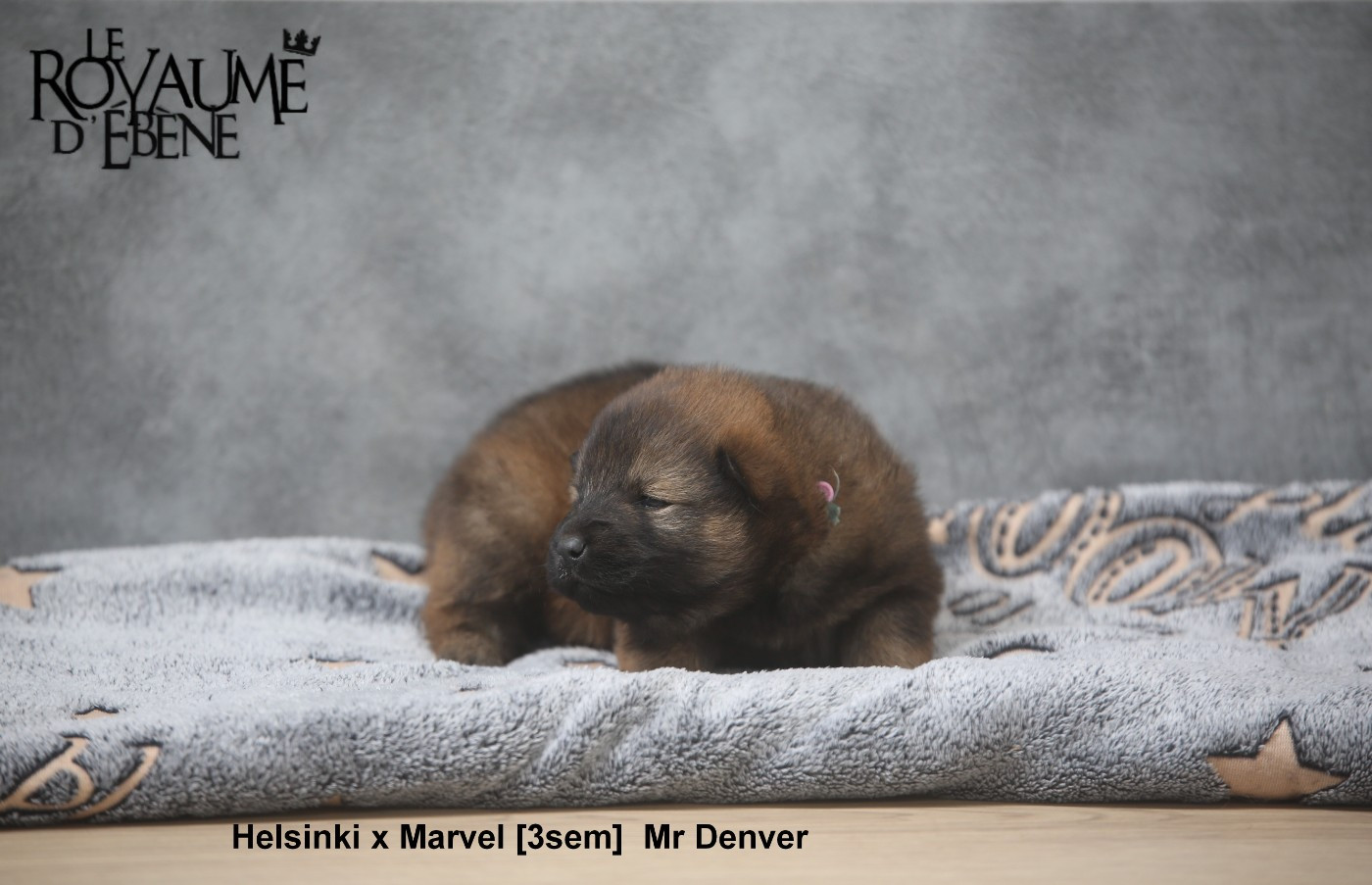 Du Royaume D'ebène - Chiots disponibles - Eurasier