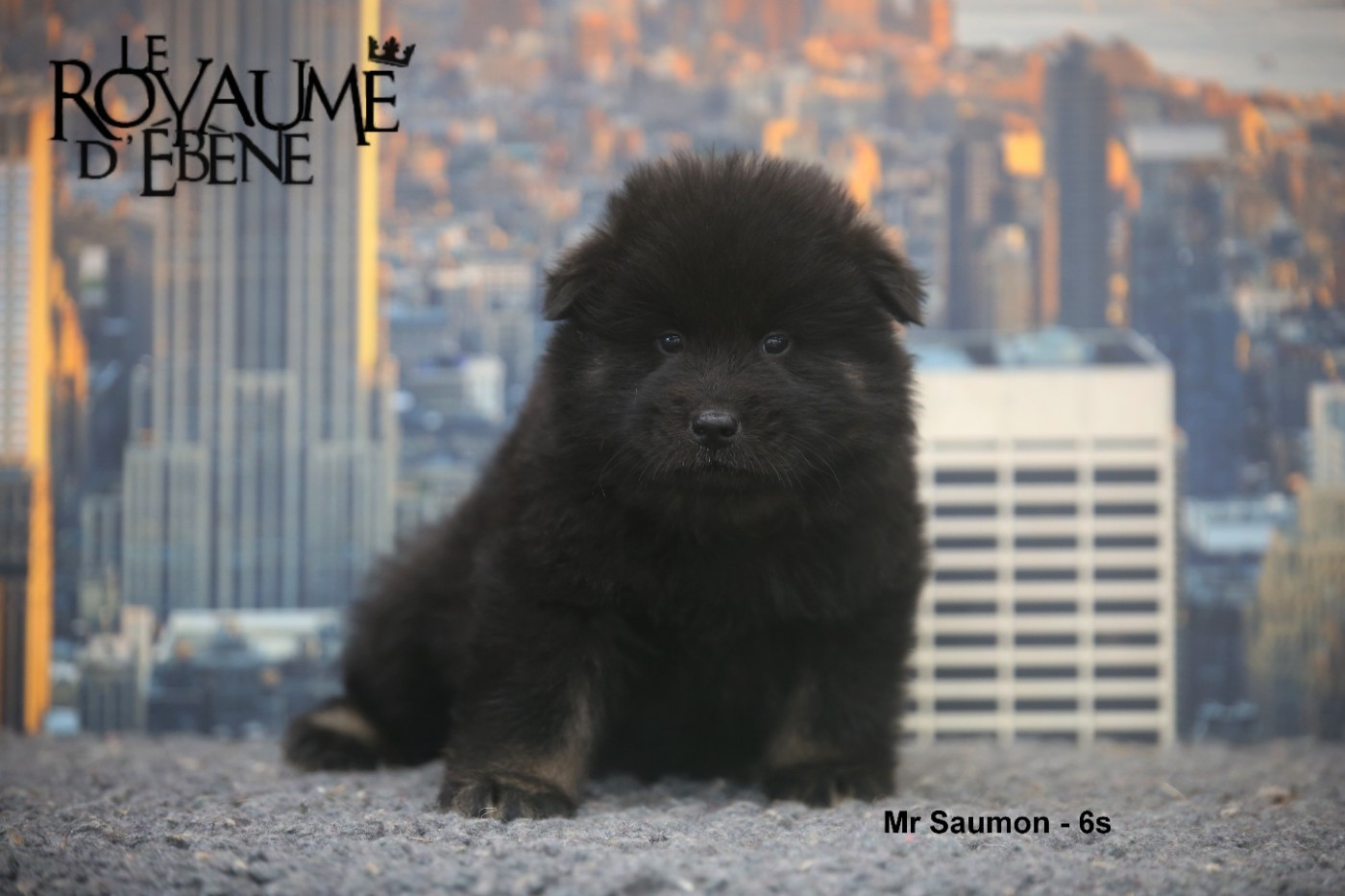 Du Royaume D'ebène - Chiots disponibles - Eurasier