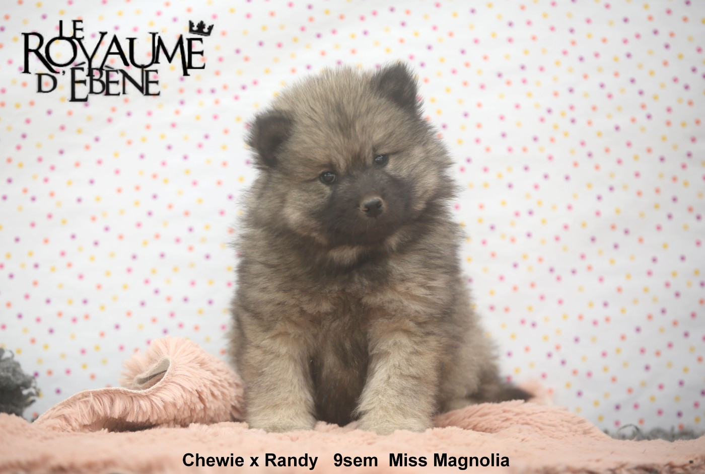 Du Royaume D'ebène - Chiots disponibles - Eurasier
